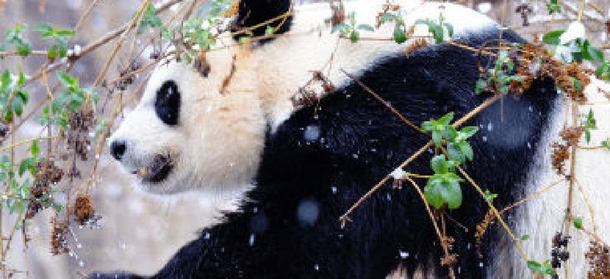 1200px x 550px - China vignettes: Techies in politics, Starbucks saturation and panda porn -  FCW